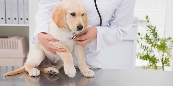 Ветеринарная клиника Бетховен - этика ветеринарного врача